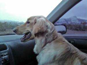 Maya in the Car