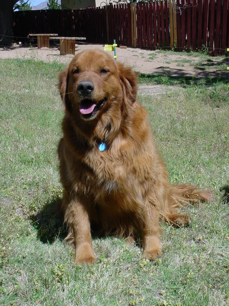 Buddy