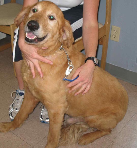 Buddy