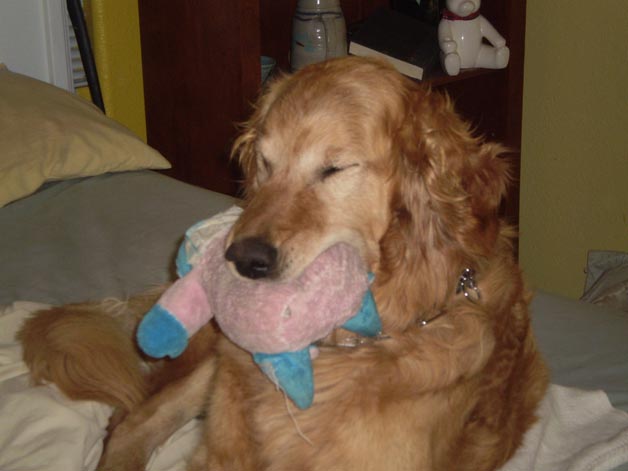 Buddy Toy