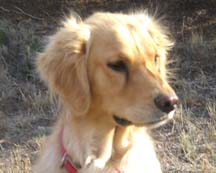 Ellahead