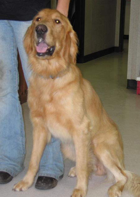 Harper