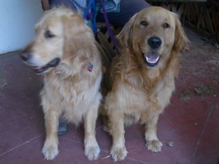Brandon and pal