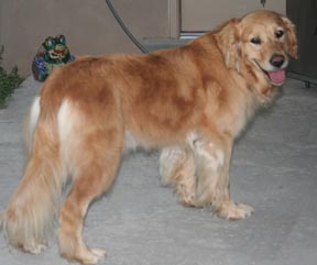 Ginger