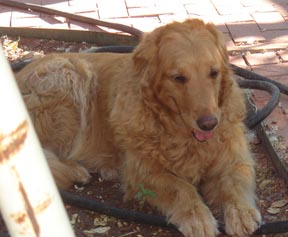 Jude
