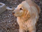 Louie /></p>
<p><img src=