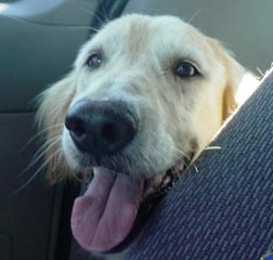 Maggie head