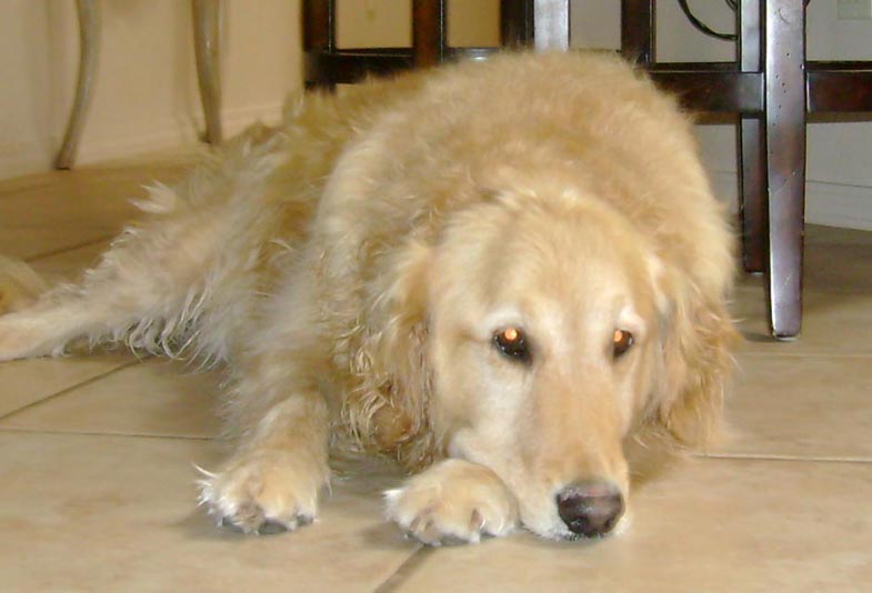 Missy on floor