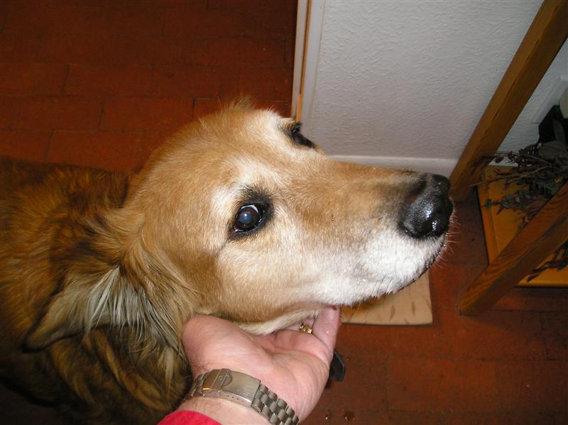 Gracie 1