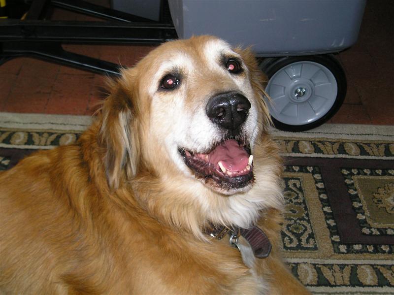 Gracie 2