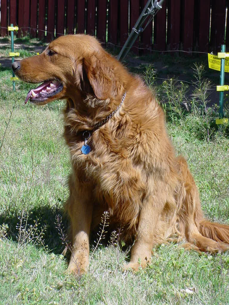 Rex