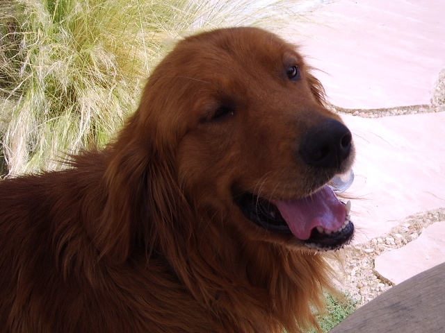 Big Dog 2