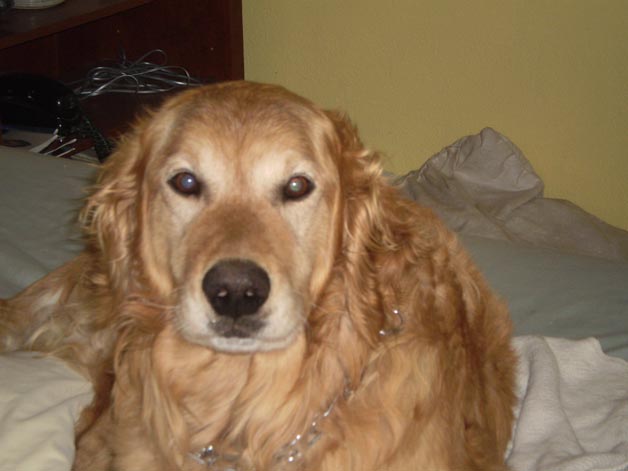 Buddy