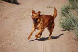 Daisy running