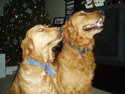 duo