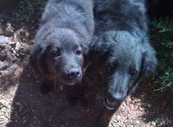 two pups