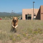 Buddy Running