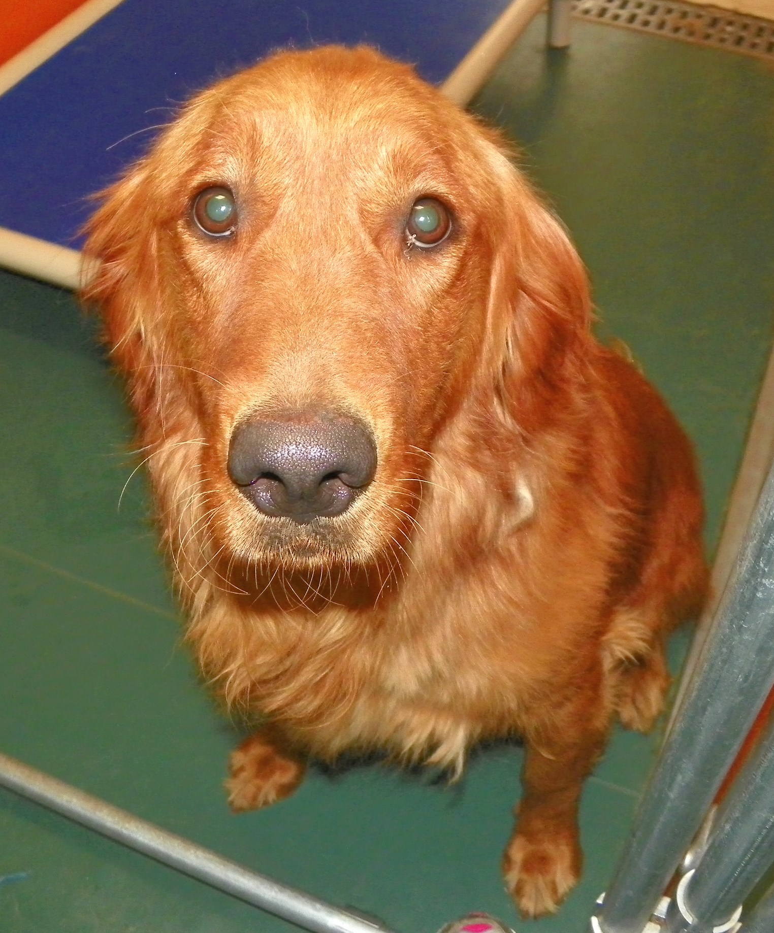 Golden Retreiver Rescue of New Mexico » Sally