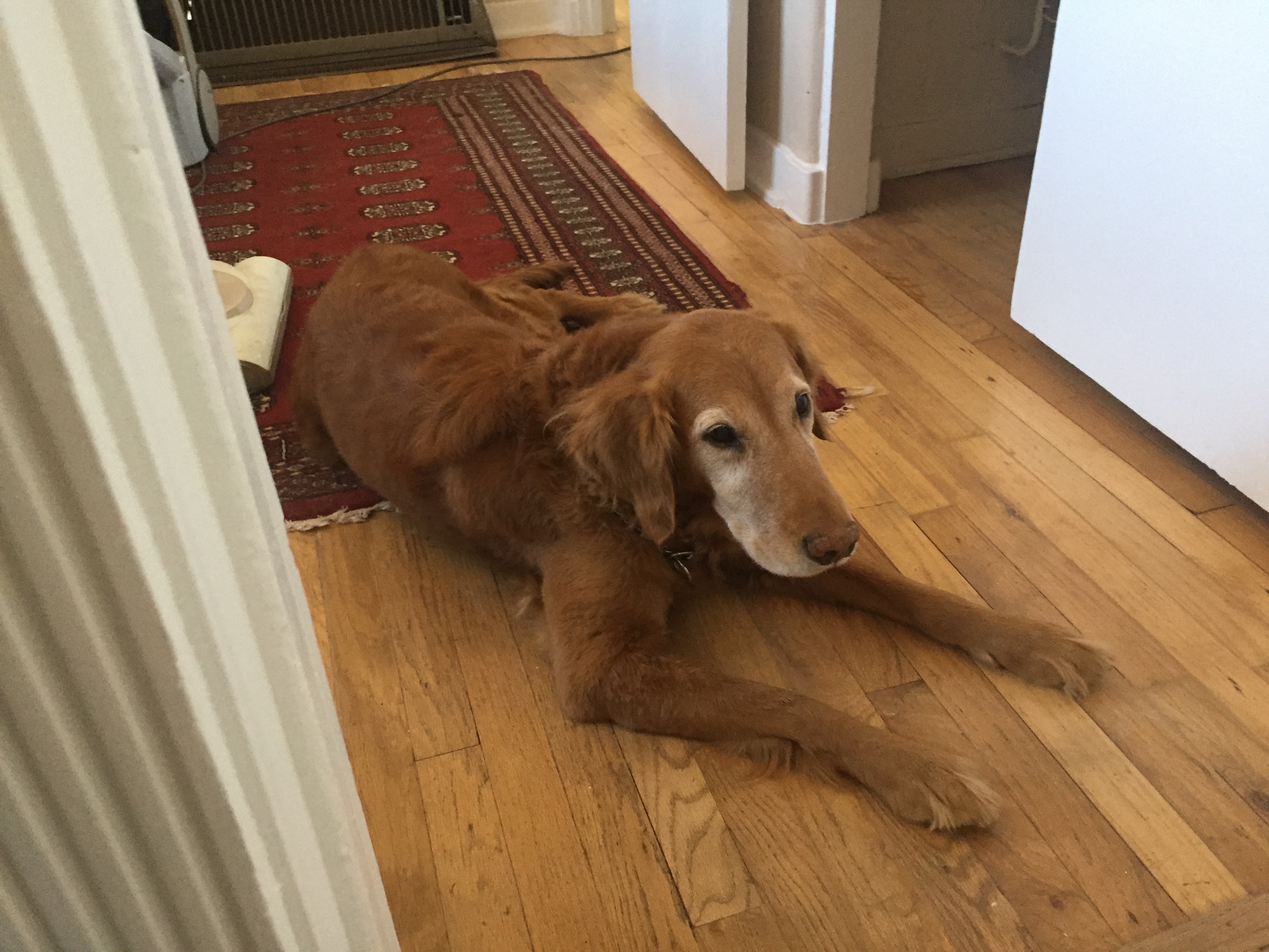 Golden Retreiver Rescue of New Mexico » Available Dogs