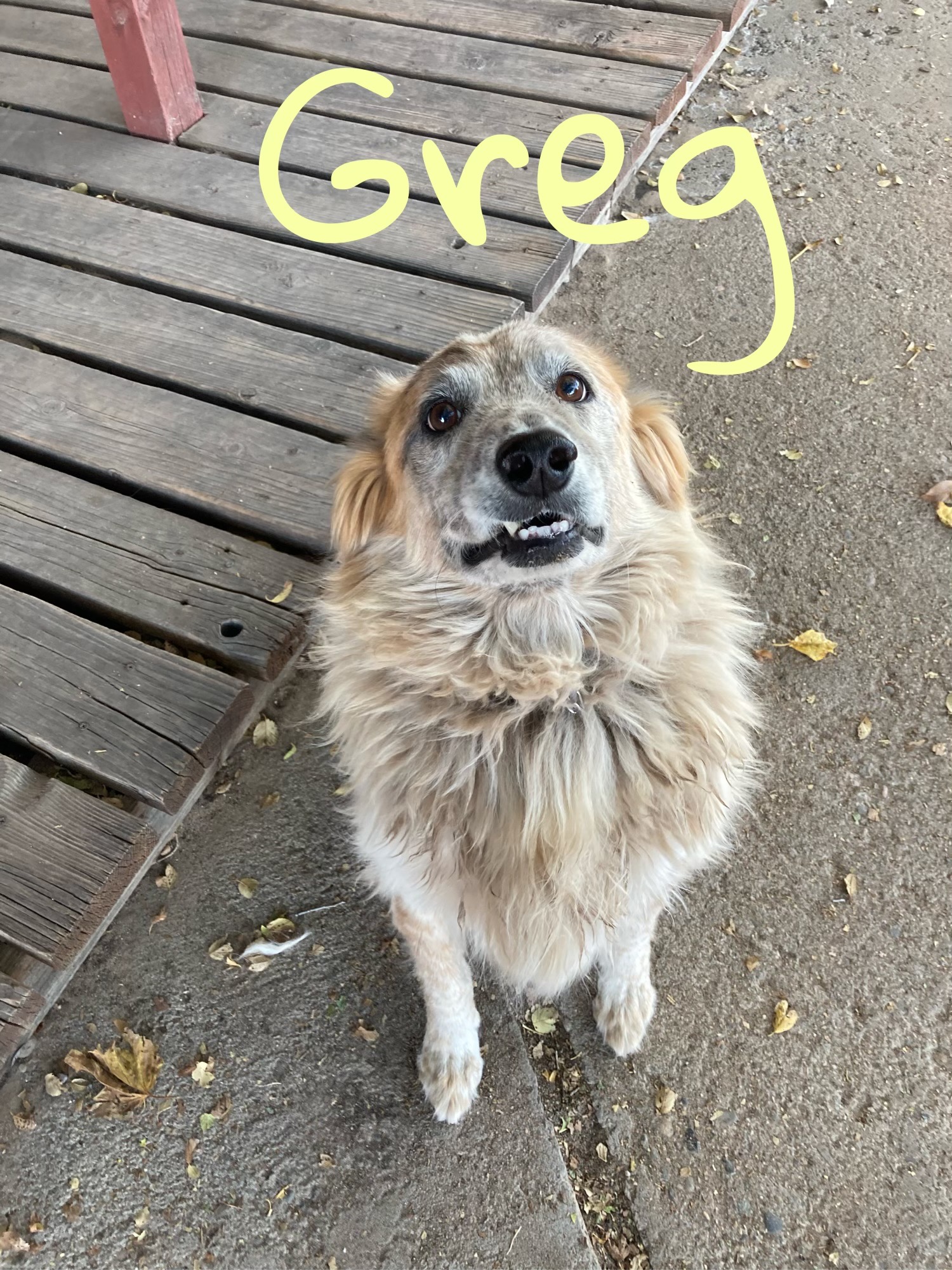 Golden Retreiver Rescue of New Mexico » Available Dogs